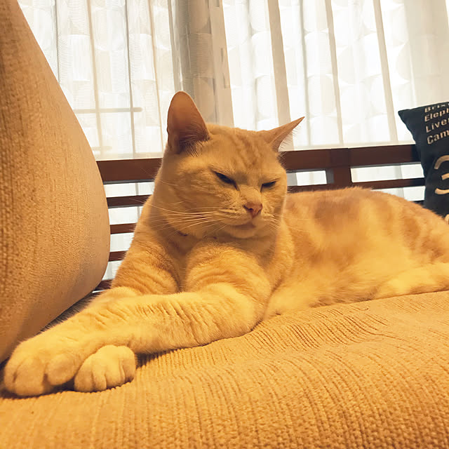 hiyupan88さんの実例写真