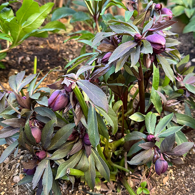 mamizaさんの実例写真