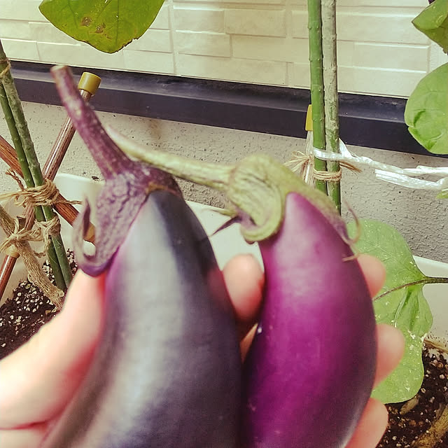 hanano087さんの実例写真