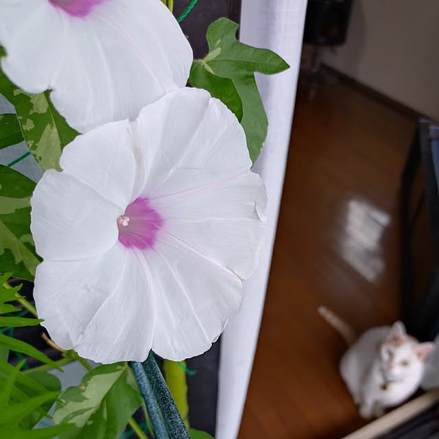 NOAHさんの部屋