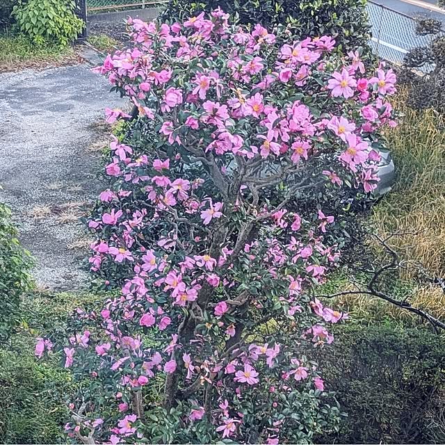 ku-garnet18さんの部屋