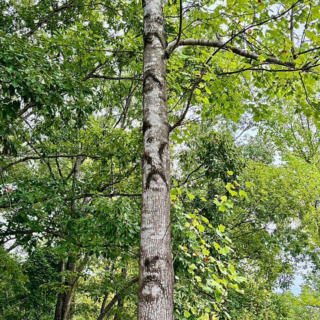 naokoさんの部屋