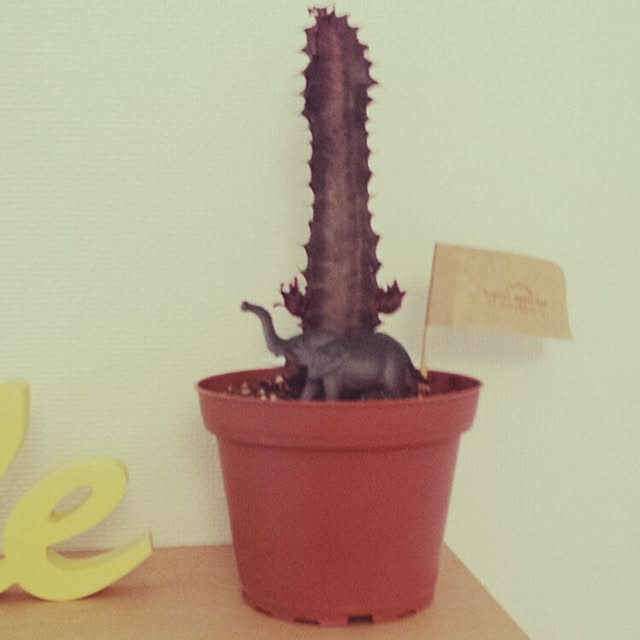 MATILDAさんの実例写真