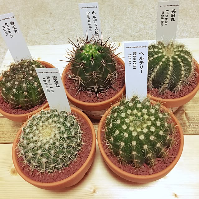 misaさんの実例写真
