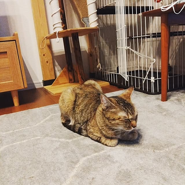 mamekoさんの部屋