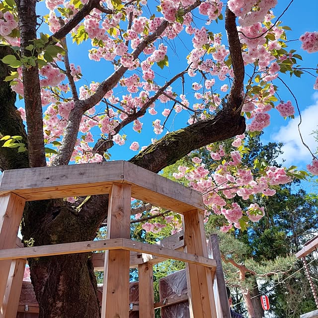 春/花/くつろぎ空間/部屋全体のインテリア実例 - 2025-04-30 11:46:03