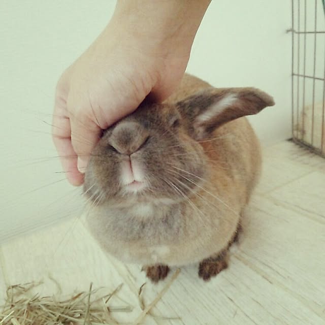 chocoさんの実例写真