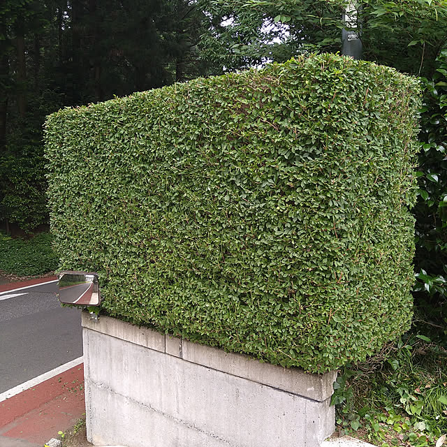 y.ebihara0811さんの実例写真