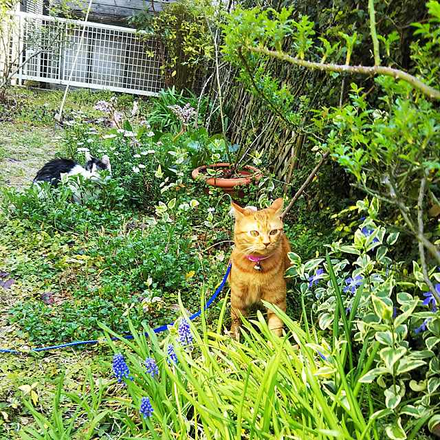 バラが好き/花が好き/猫が好き/猫/むぎ...などのインテリア実例 - 2019-04-07 13:54:42