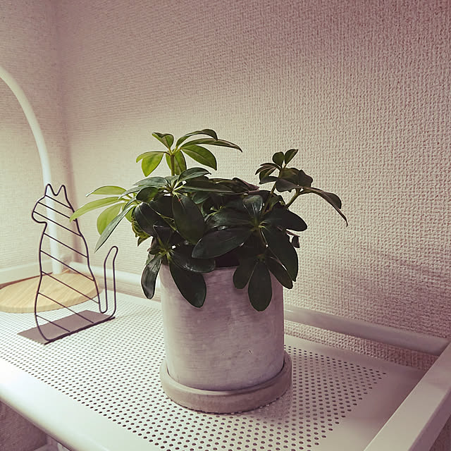 green_catさんの実例写真