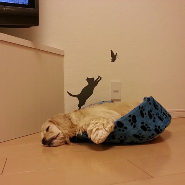 evetamaさんの実例写真