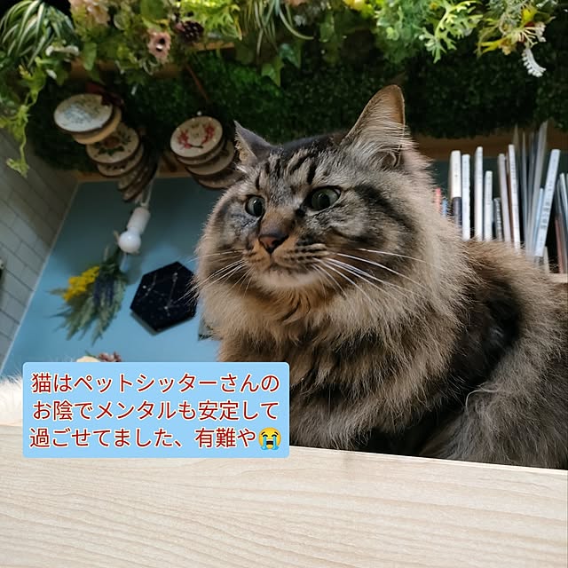 sayan_0321さんの実例写真