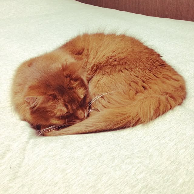 yukinoさんの実例写真