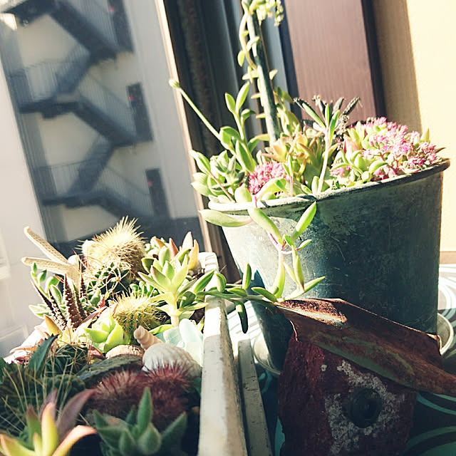 cocosorasakuさんの実例写真