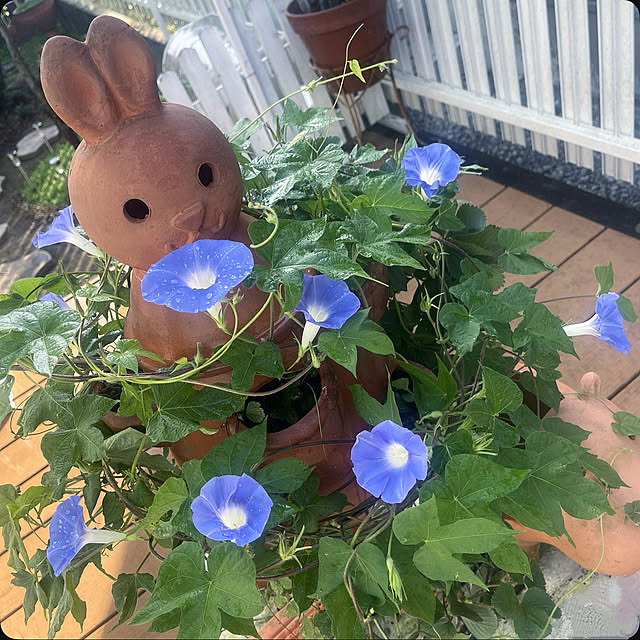 Ohigeさんの実例写真