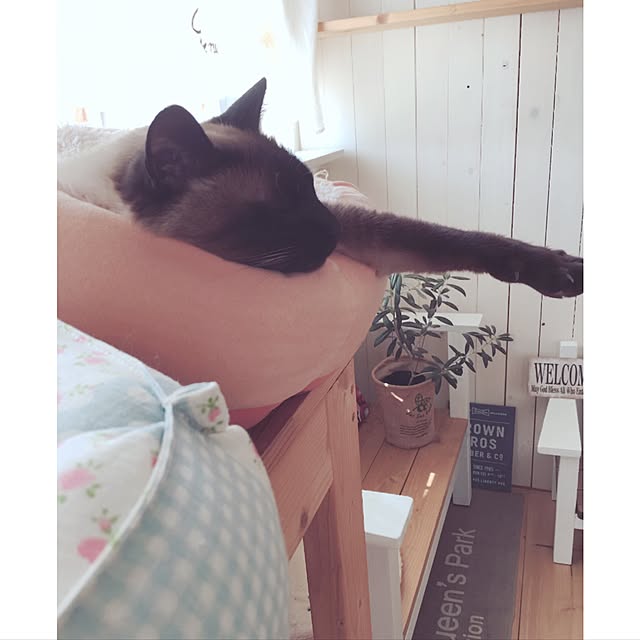 mintcatさんの実例写真