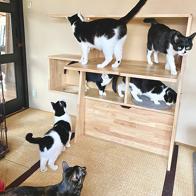 Yukinekoさんの部屋