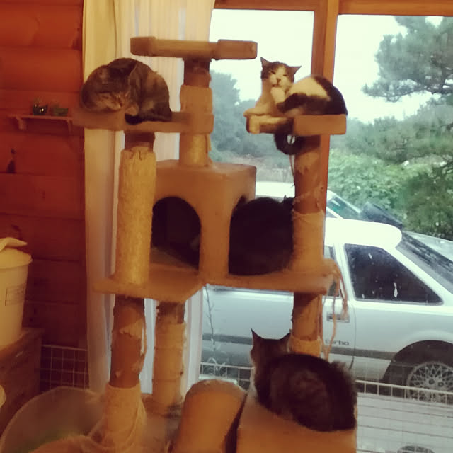 Maki-nekomamireさんの実例写真