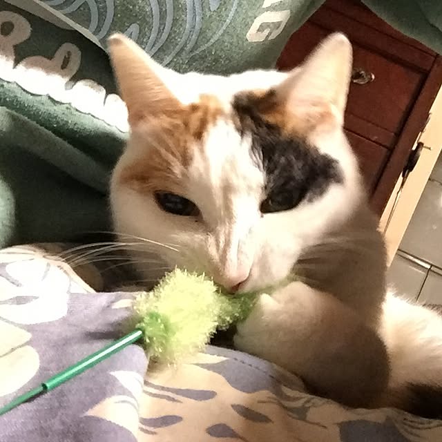 yocchiさんの実例写真