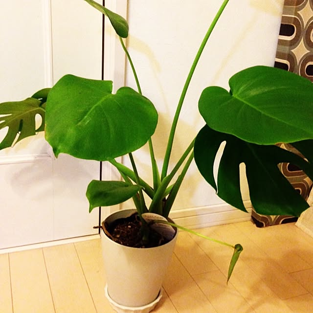 COCOAさんの実例写真