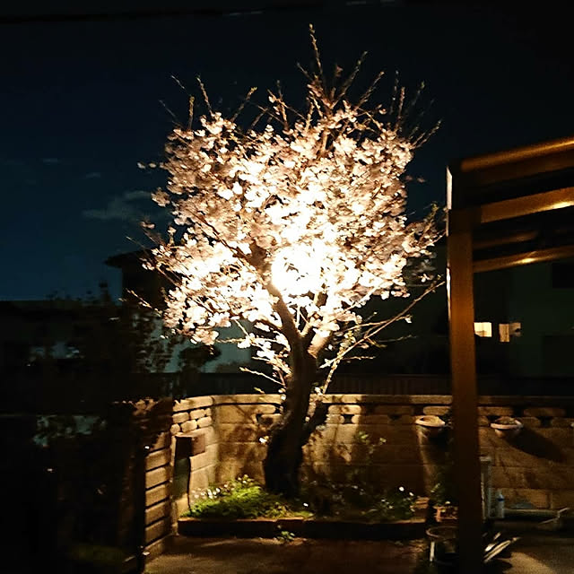 Toraziさんの実例写真