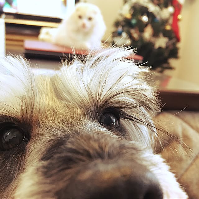 luna.comさんの実例写真