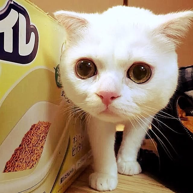 punkalotさんの実例写真