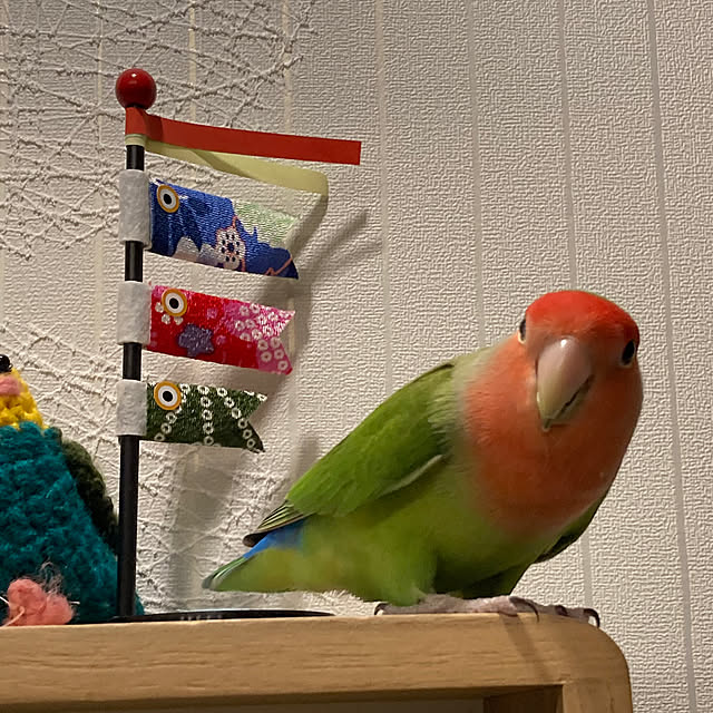 toratanさんの実例写真