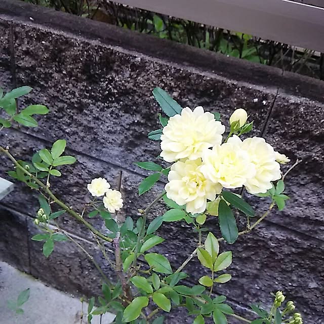 wisteriaさんの実例写真