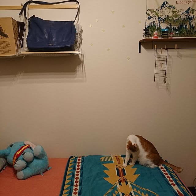 porinさんの実例写真