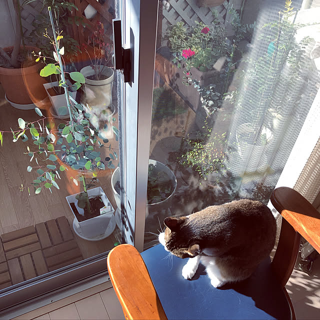 nekomiさんの実例写真