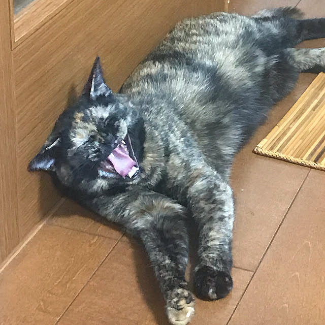 実例写真