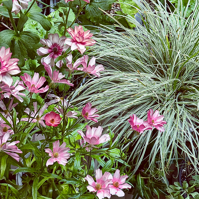 DAYONEさんの実例写真