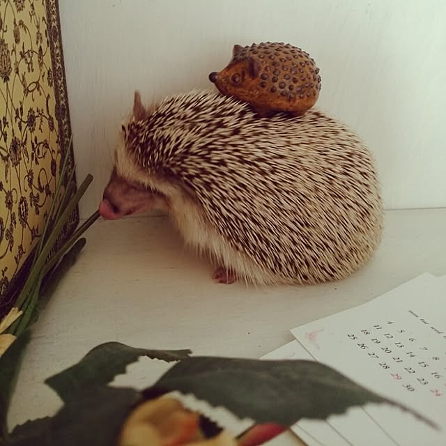 kuruさんの実例写真