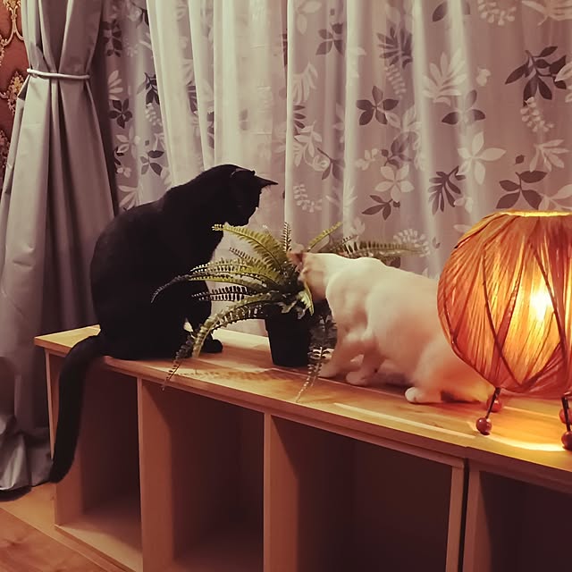 ruantaiさんの部屋