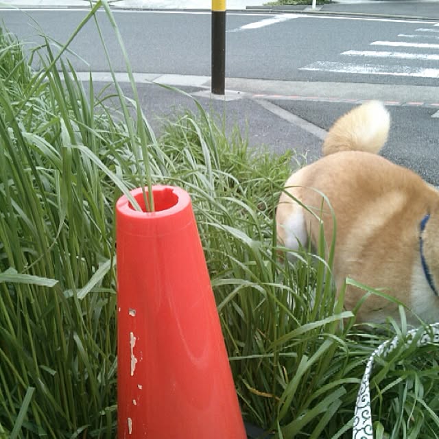 kotaさんの実例写真