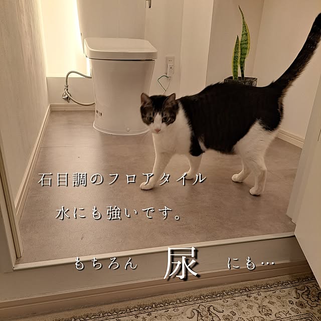 kankanmom_horn_5catsさんの部屋