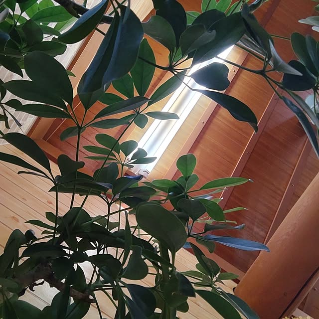 salacocoさんの実例写真