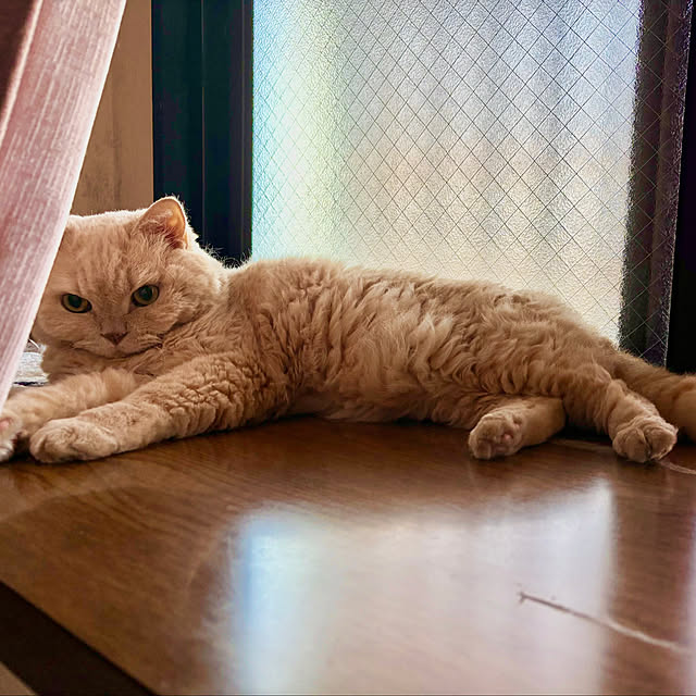 naokoさんの実例写真