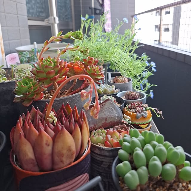 noaさんの実例写真