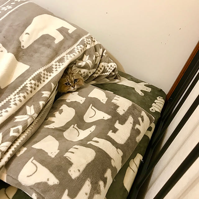 butachanさんの実例写真