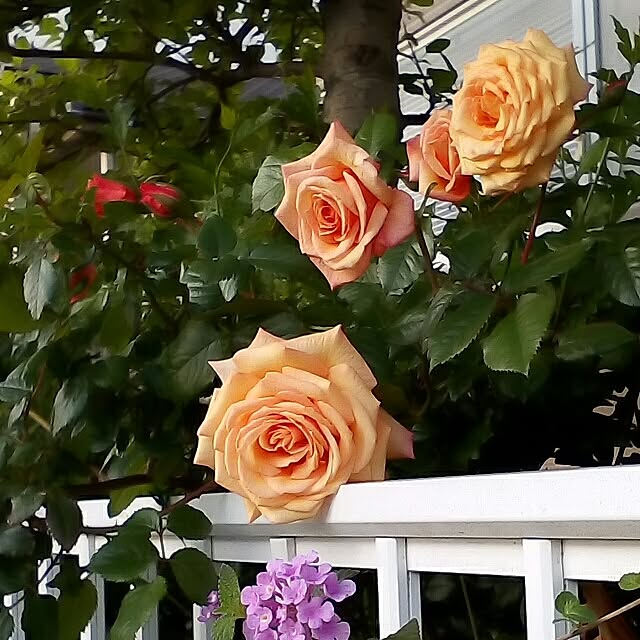 mariagardenさんの実例写真