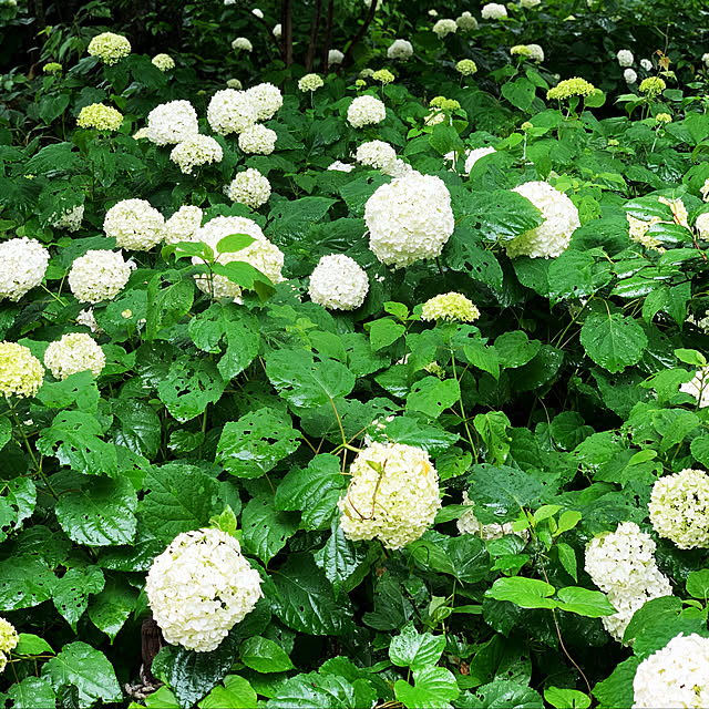 mahyan7さんの実例写真