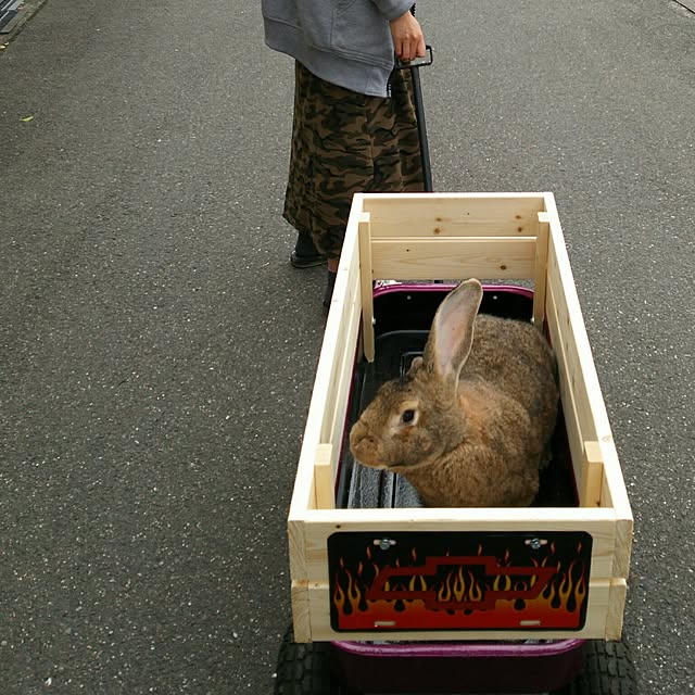 実例写真