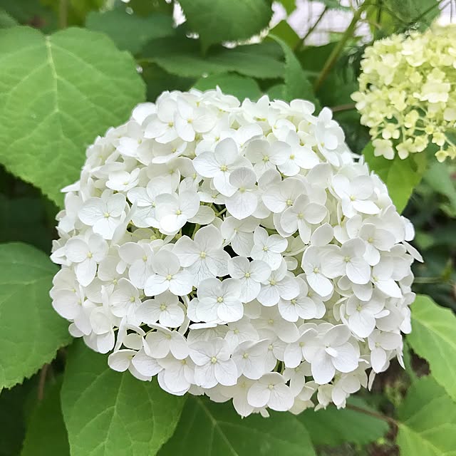 samanthakitchenさんの実例写真