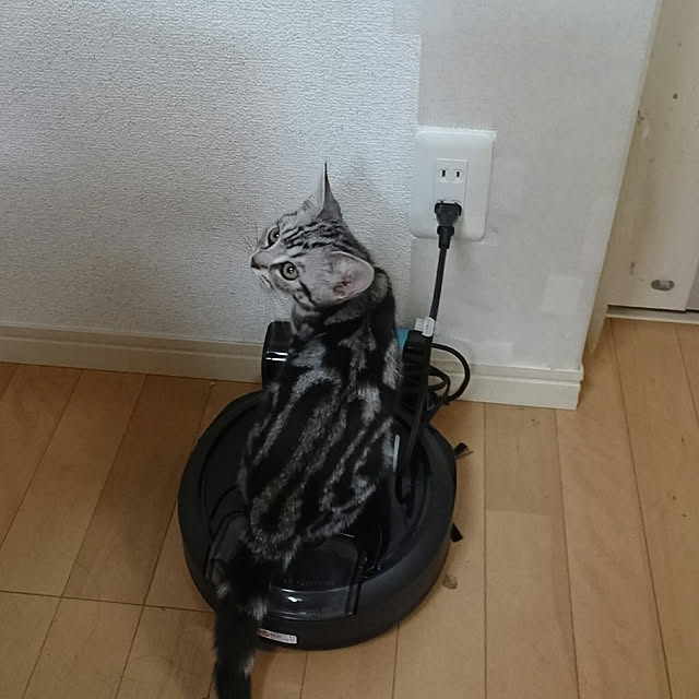 CatClipさんの実例写真