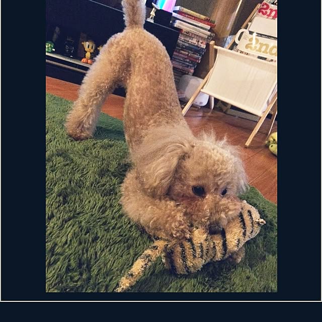 kznrさんの実例写真