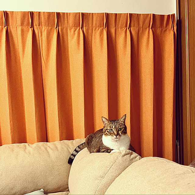 cat5さんの実例写真
