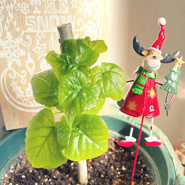 ronronさんの部屋