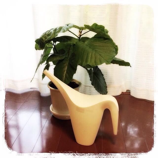 cocotaroさんの実例写真